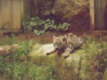 [ユキヒョウ]