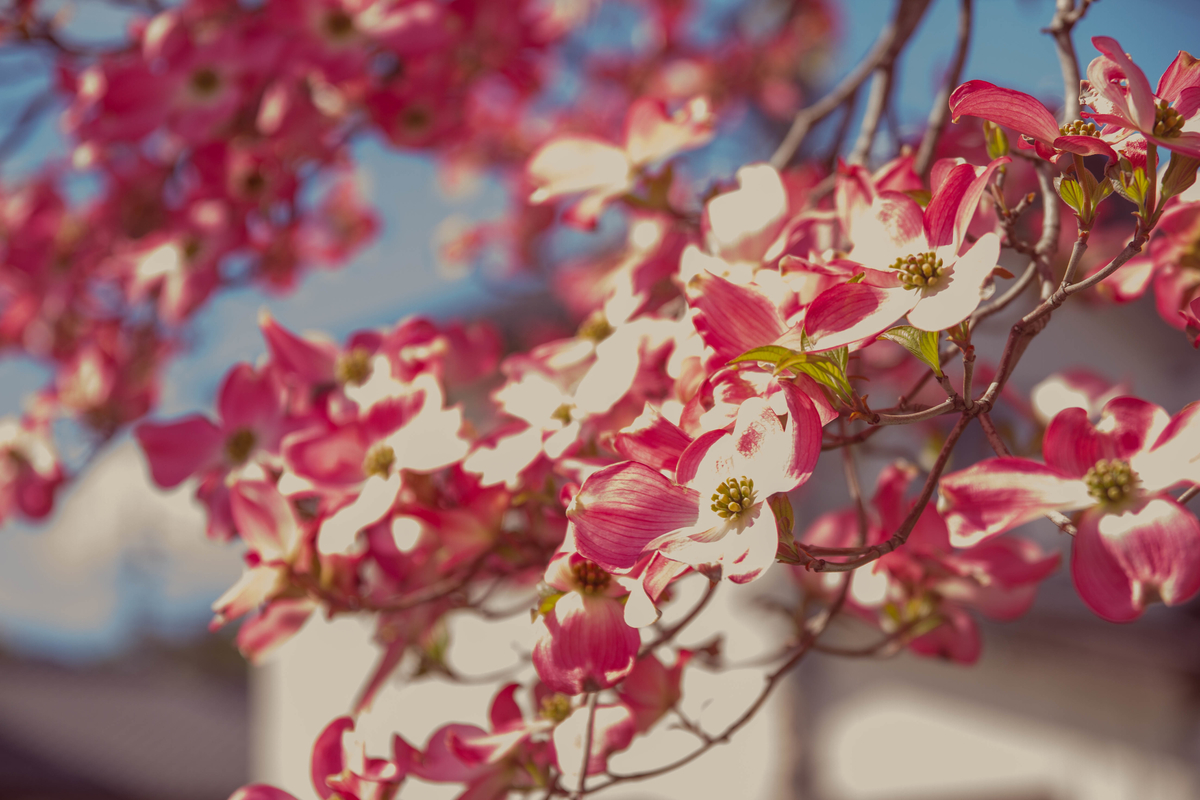 f:id:Nishikita:20190605143325j:plain f:id:Nishikita:20190605143325j:plain