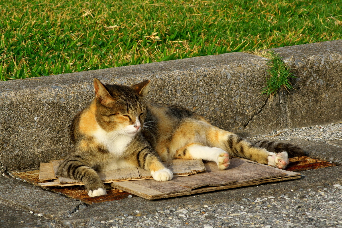 f:id:Nishizin28:20201026110716j:plain f:id:Nishizin28:20201026110716j:plain
