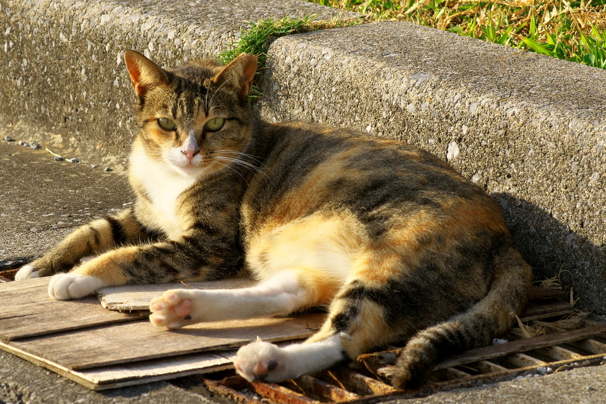 f:id:Nishizin28:20201026111029j:plain f:id:Nishizin28:20201026111029j:plain