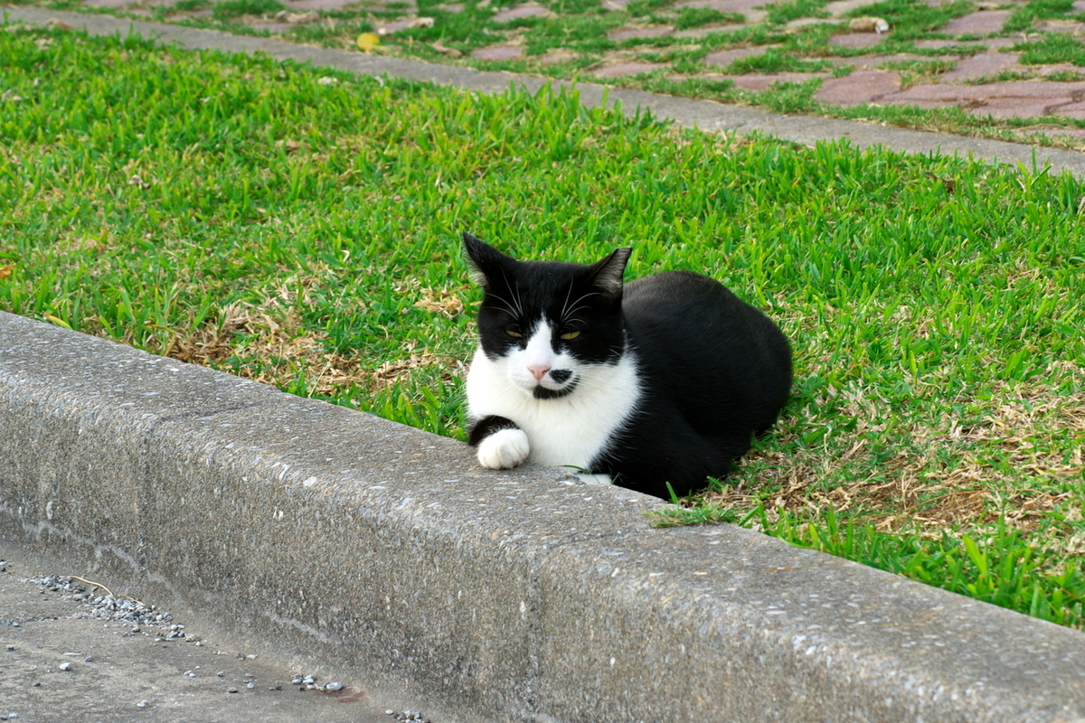 f:id:Nishizin28:20201026111836j:plain f:id:Nishizin28:20201026111836j:plain