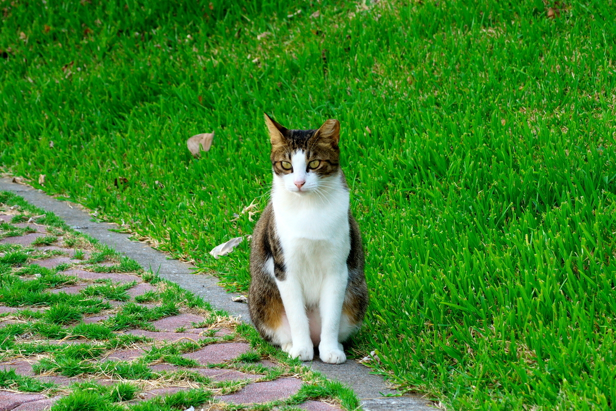 f:id:Nishizin28:20201026112045j:plain f:id:Nishizin28:20201026112045j:plain