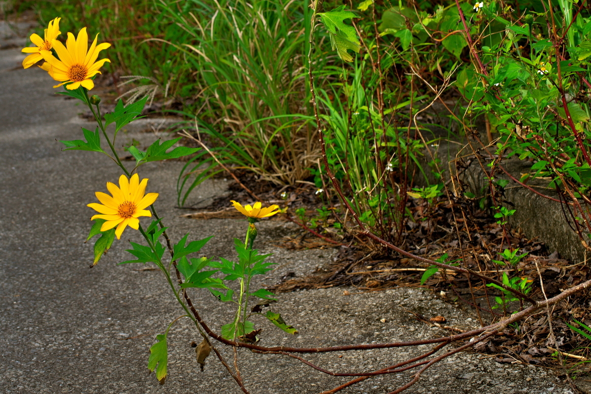 f:id:Nishizin28:20201106182508j:plain f:id:Nishizin28:20201106182508j:plain