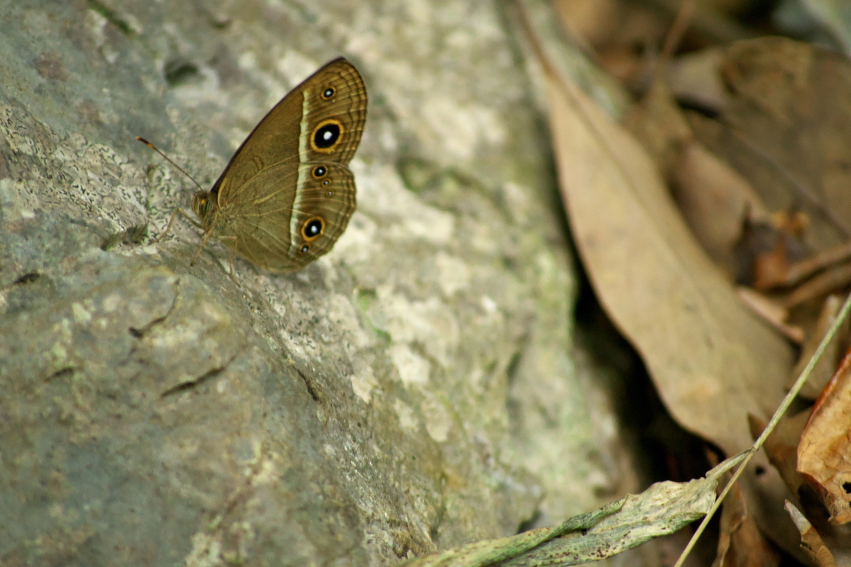 f:id:Nishizin28:20201106182816j:plain f:id:Nishizin28:20201106182816j:plain