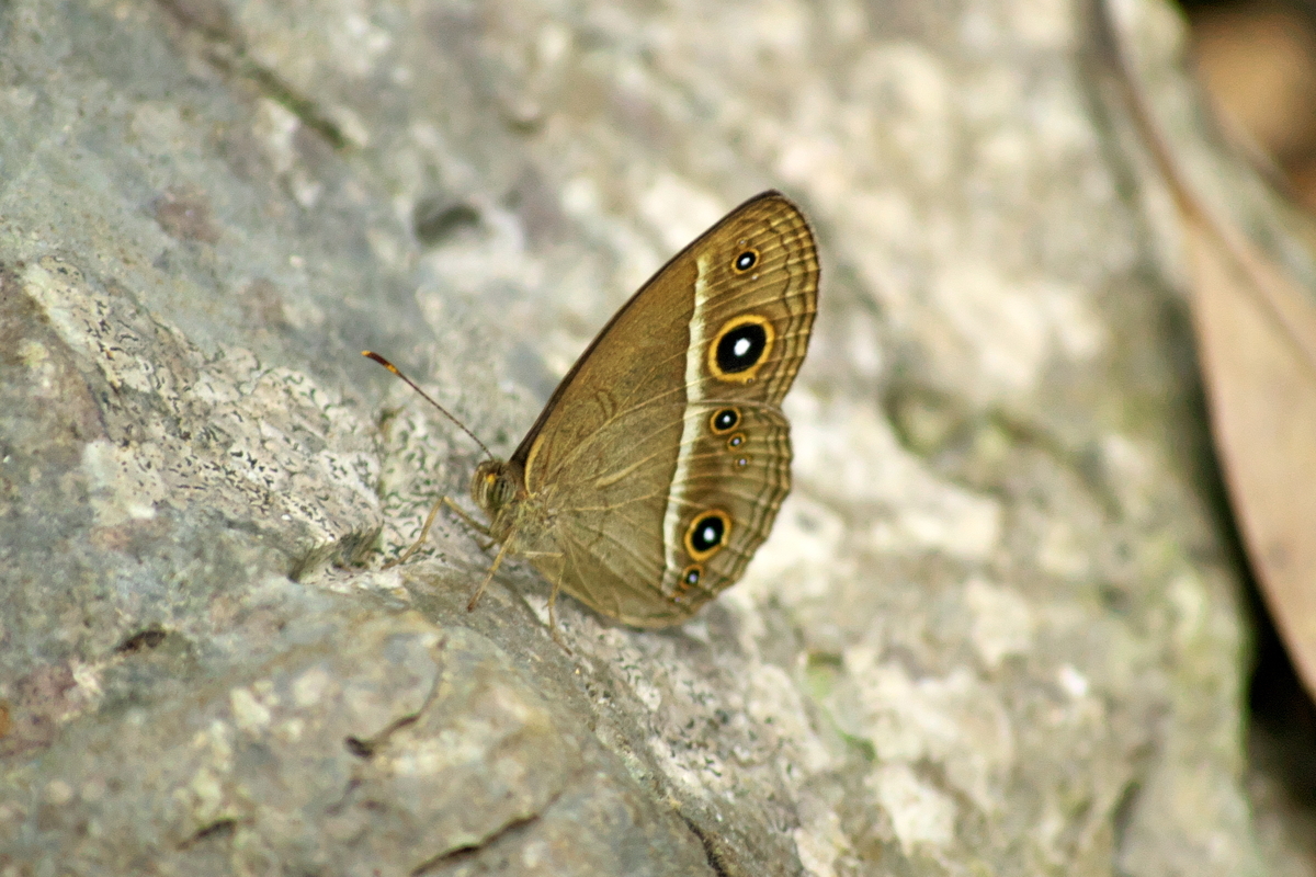 f:id:Nishizin28:20201106182927j:plain f:id:Nishizin28:20201106182927j:plain