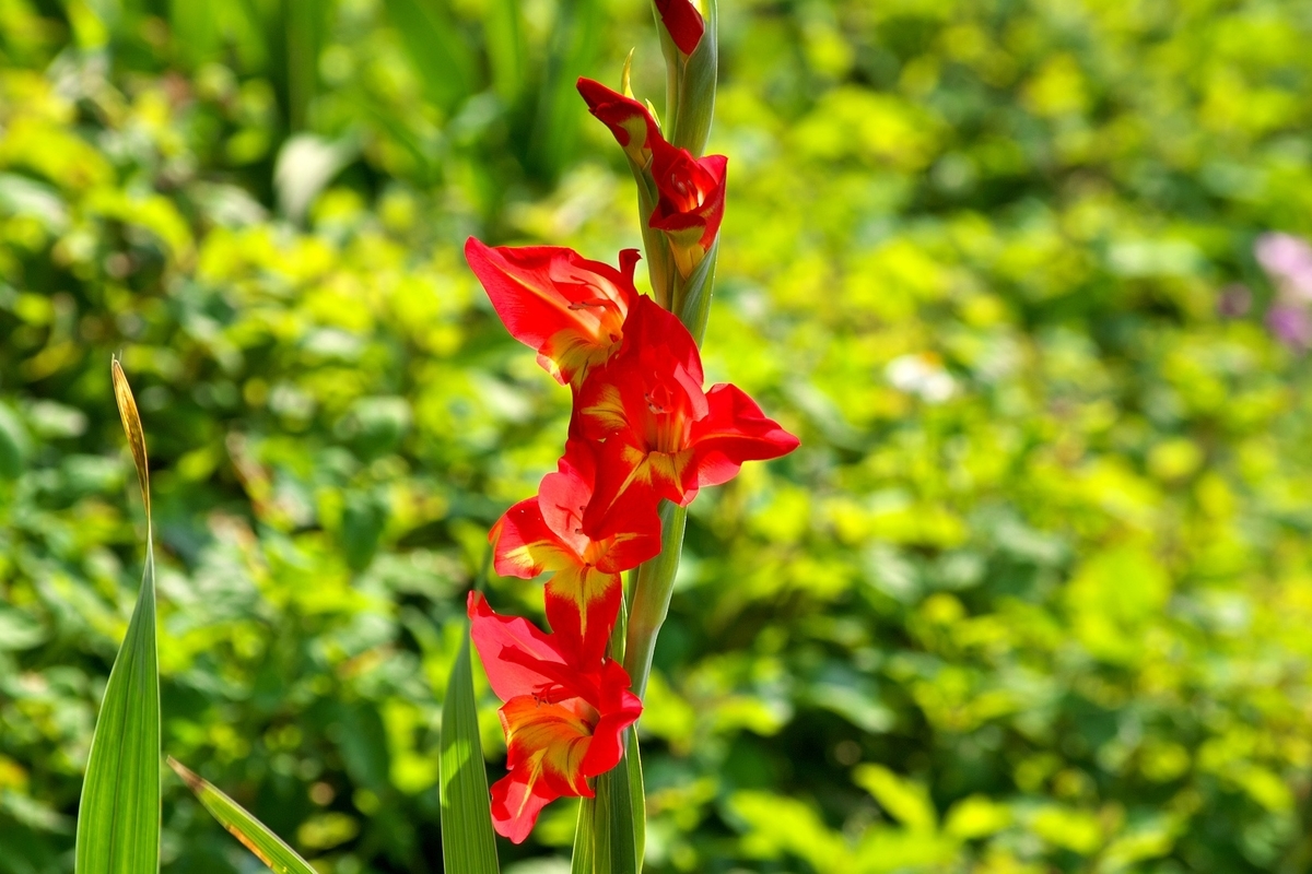 f:id:Nishizin28:20210411210444j:plain