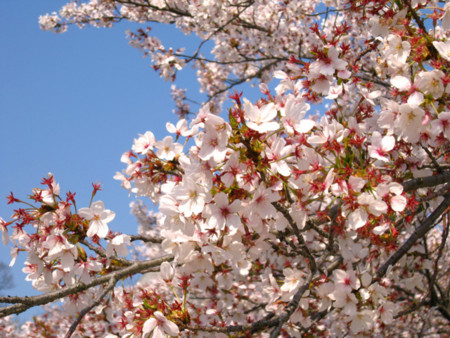 f:id:No-R:20140410002513j:image