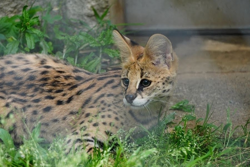 多摩動物公園のサーバルキャットのを見に行って来た話 4回目 - No.4は眠らない