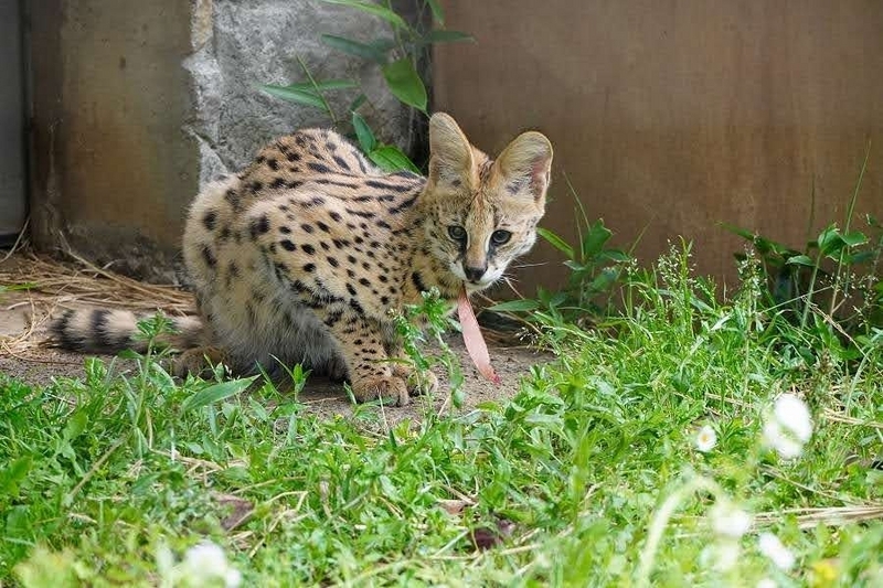 多摩動物公園のサーバルキャットのを見に行って来た話 4回目 - No.4は眠らない