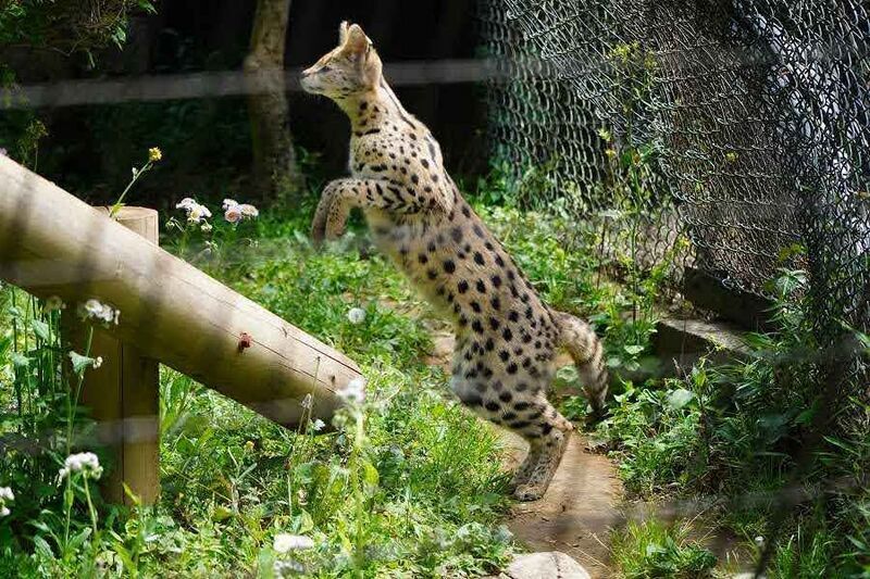 多摩動物公園のサーバルキャットのを見に行って来た話 6回目 - No.4は眠らない