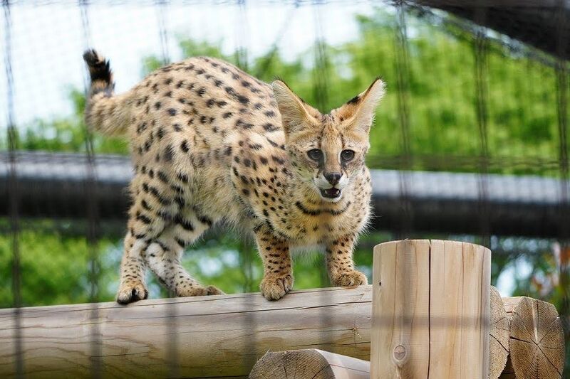 多摩動物公園のサーバルキャットのを見に行って来た話 6回目 - No.4は眠らない