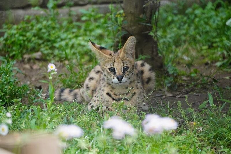 多摩動物公園のサーバルキャットのを見に行って来た話 6回目 - No.4は眠らない