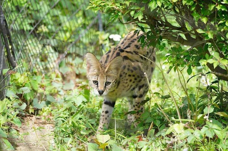 多摩動物公園のサーバルキャットのを見に行って来た話 6回目 - No.4は眠らない