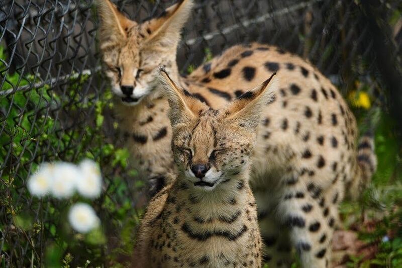多摩動物公園のサーバルキャットのを見に行って来た話 6回目 - No.4は眠らない