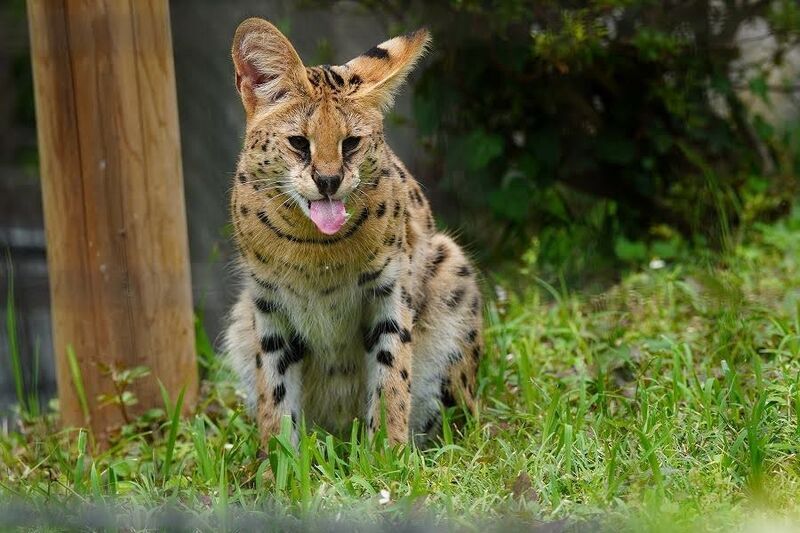 サーバルキャットに狂わされてレンズ沼にハマった雑魚の末路 - No.4は眠らない