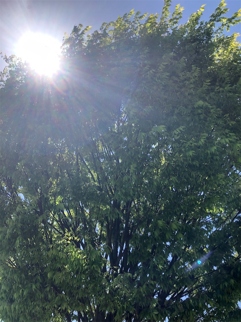f:id:Nob13:20230719084531j:image f:id:Nob13:20230719084531j:image