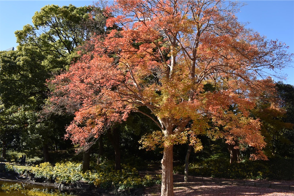 f:id:Nob13:20241212155344j:image