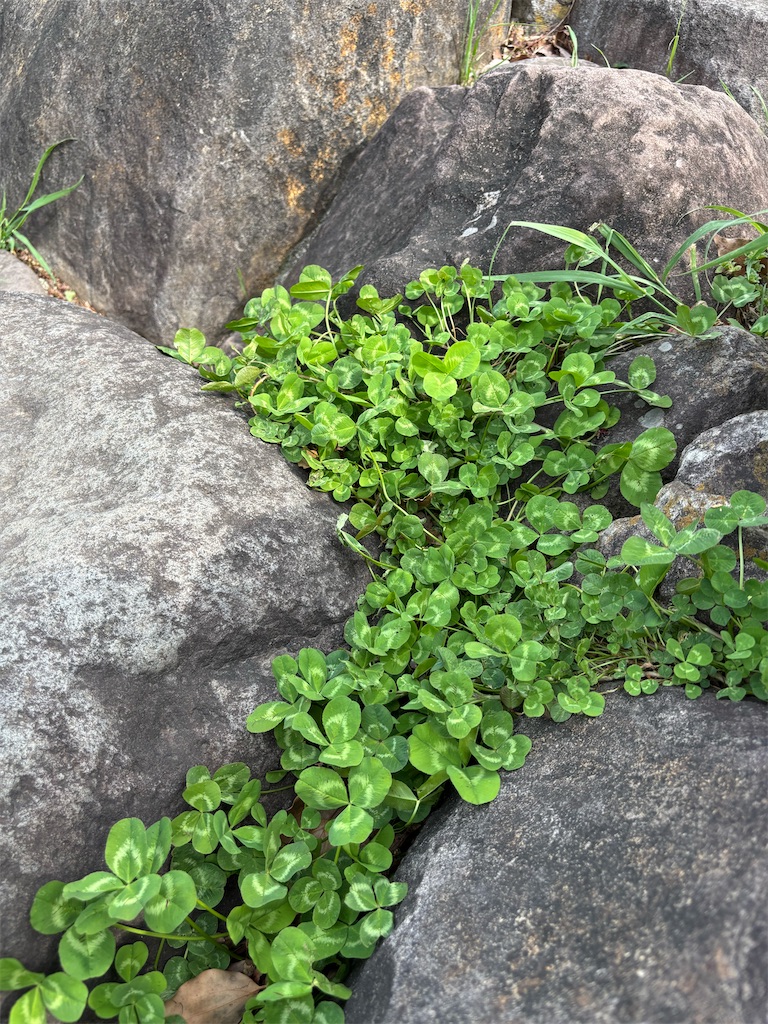 f:id:Nob13:20250425072815j:image