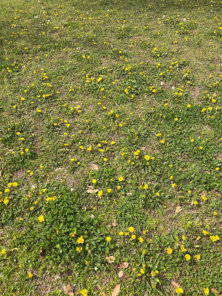 f:id:Nob13:20250425072841j:image