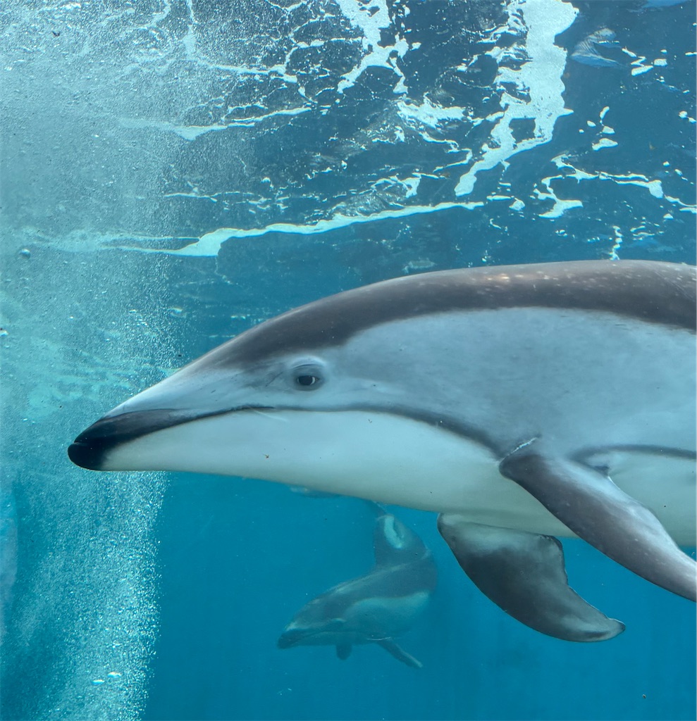 f:id:Nob13:20250604094720j:image