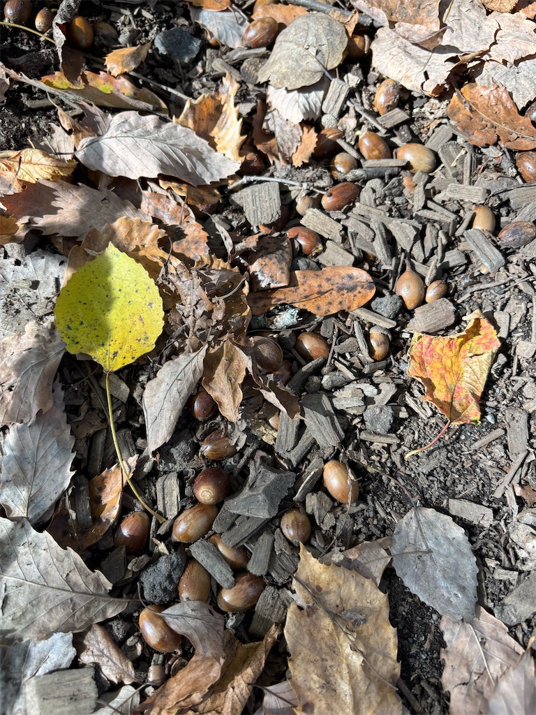 f:id:Nob13:20251026091849j:image f:id:Nob13:20251026091849j:image