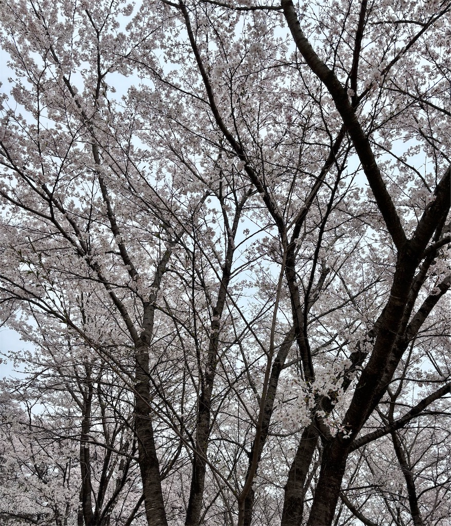 f:id:Nob13:20260406073411j:image