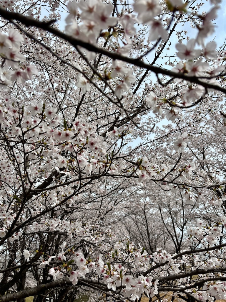 f:id:Nob13:20260409064836j:image f:id:Nob13:20260409064836j:image