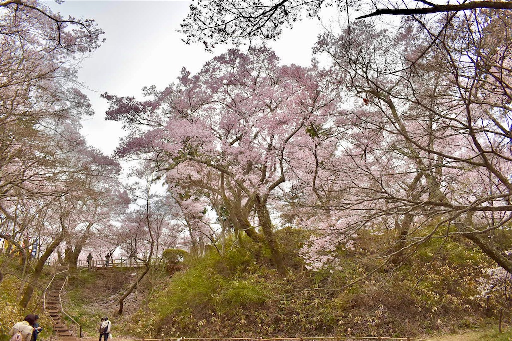 f:id:Nob13:20260411071703j:image f:id:Nob13:20260411071703j:image