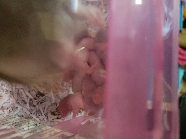 f:id:NobToThrive:20190106095537j:image