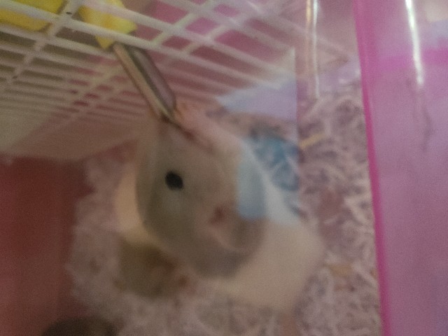 f:id:NobToThrive:20190127155216j:image