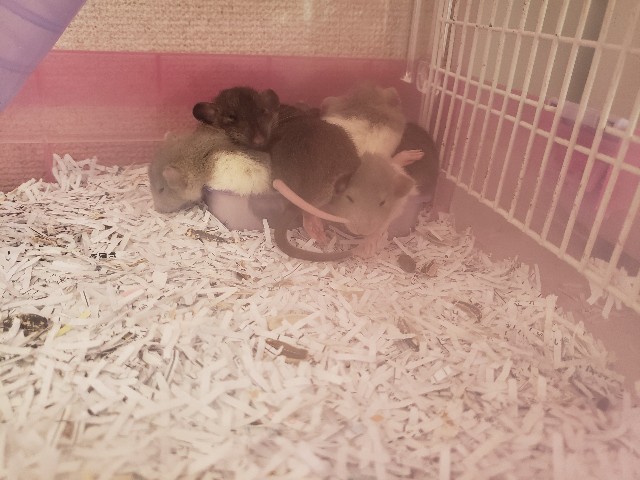 f:id:NobToThrive:20190127155311j:image