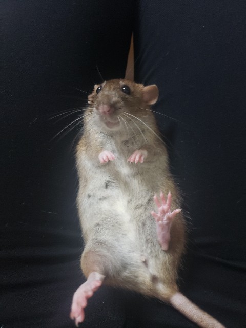 f:id:NobToThrive:20191003233836j:image