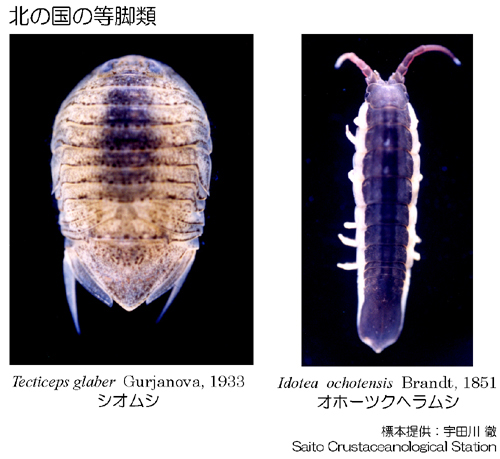 北のIsopoda - Nob!!の勝手に甲殻類 ～ミジンコからタカアシガニまで
