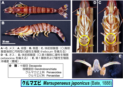 生物細密画（水彩）「クルマエビ」 クルマエビ／大阪府（おおさかふ）ホームページ [Osaka Prefectural