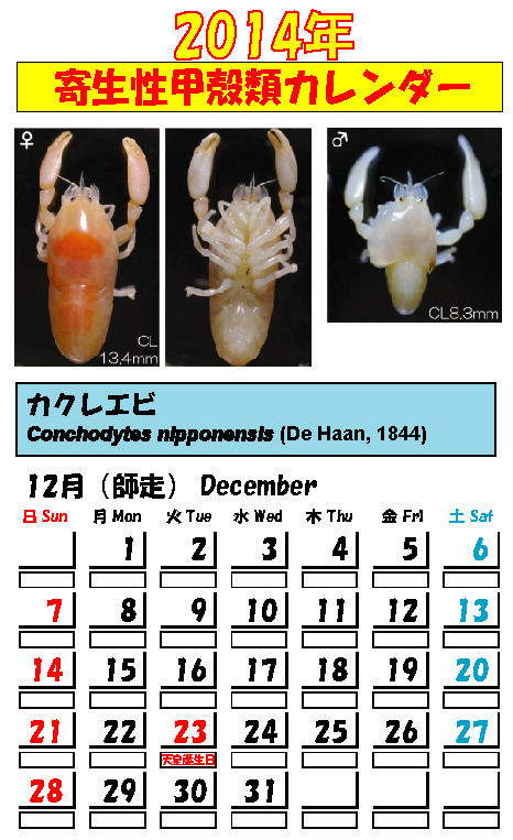 12月かれんだぁ～ - Nob!!の勝手に甲殻類 ～ミジンコからタカアシガニ