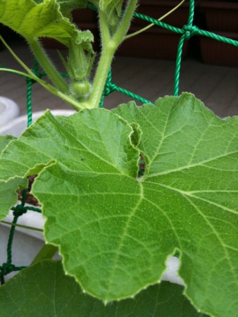 f:id:NobuHat:20100522094917j:image