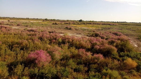 田中さんが撮影されたヌクスからムイナクへの道中、バスの車窓から見えたタマリスクの花