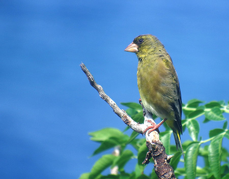 f:id:Nobuhiko_Shima:20200520145250j:plain