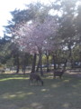 奈良公園の鹿と桜