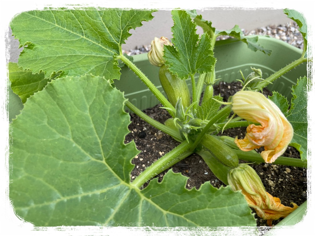 f:id:Nonapenta:20220516193232j:image f:id:Nonapenta:20220516193232j:image