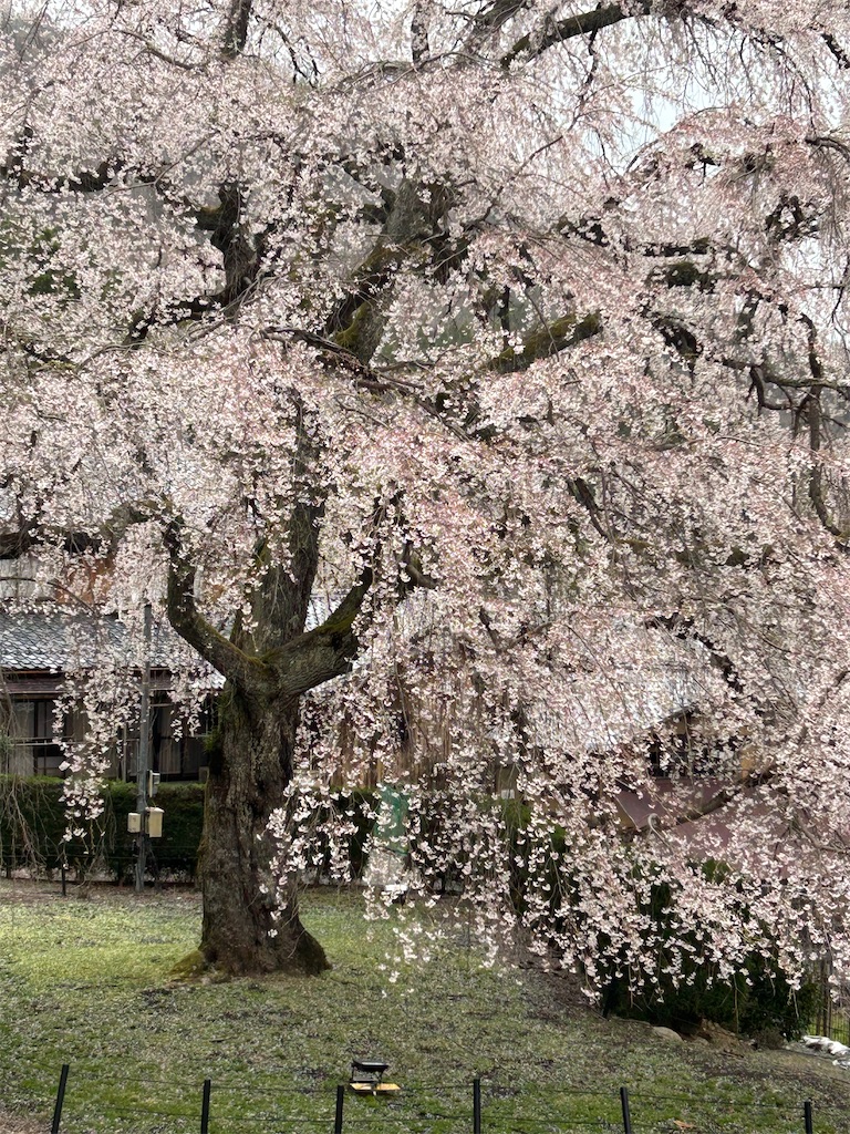 f:id:Nonapenta:20250407185505j:image f:id:Nonapenta:20250407185505j:image