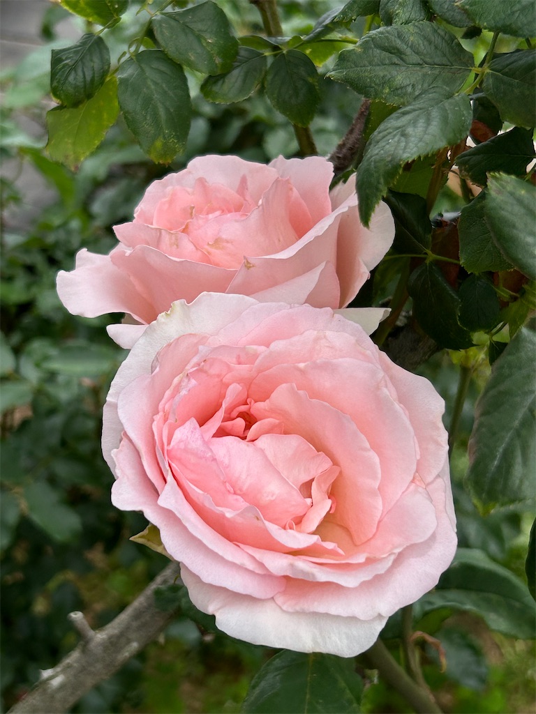 f:id:Nonapenta:20250608190210j:image