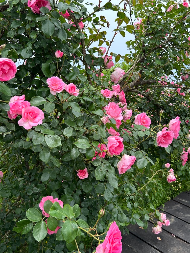 f:id:Nonapenta:20250608190214j:image