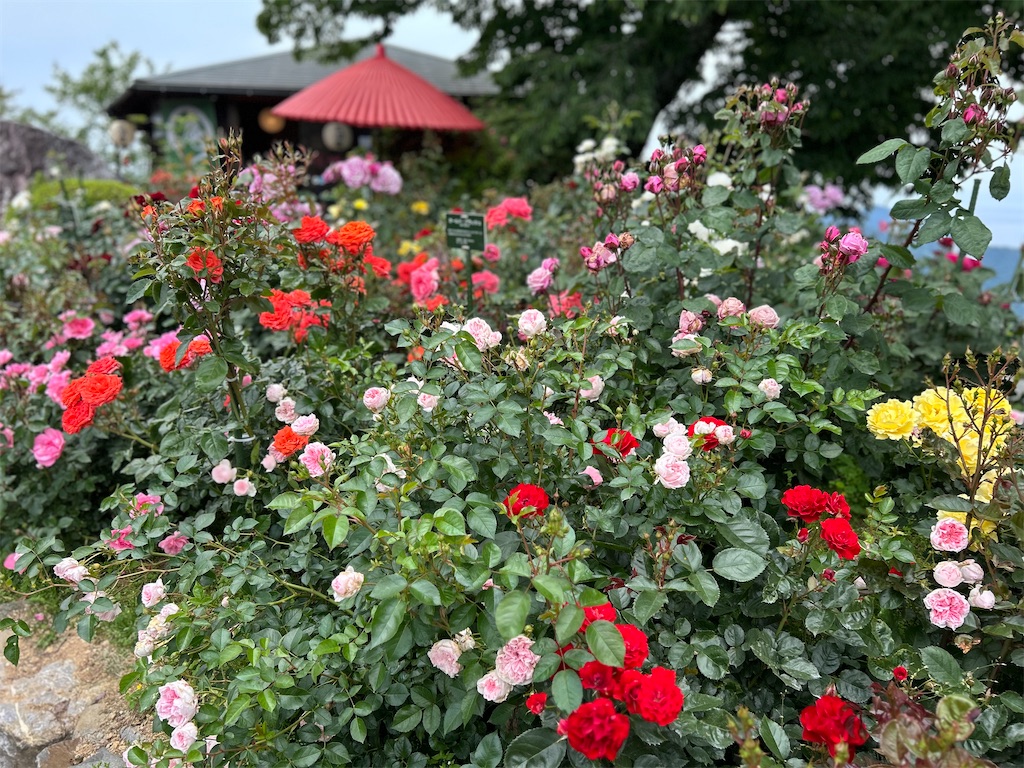 f:id:Nonapenta:20250608190217j:image