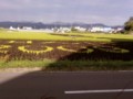 田んぼアート2009