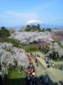 [携帯で風景]弘前公園 桜