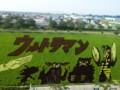 [携帯で風景]田んぼアート2013_2_2