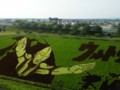 [携帯で風景]田んぼアート2013_2_1