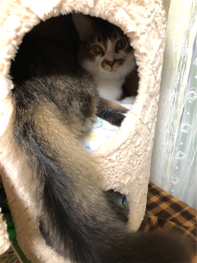 f:id:Norihiko1:20200211202415j:image f:id:Norihiko1:20200211202415j:image