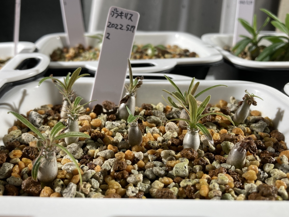 北国 グラキリス実生日記 #011-1 10週間～25週間後【グラキリス